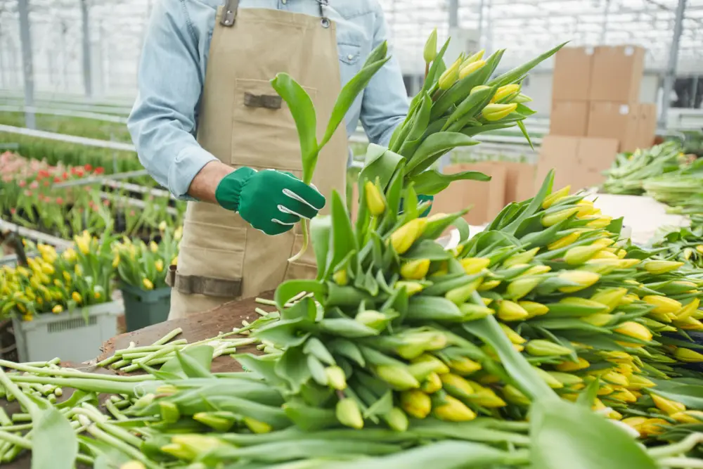 Cosa ha causato questa carenza di fiori?